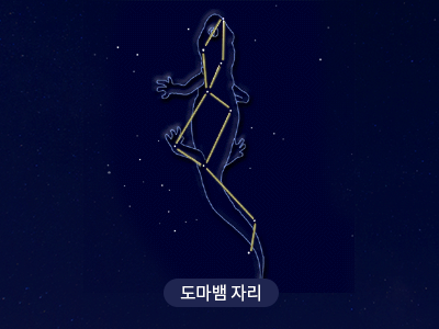 도마뱀                                                                                                 