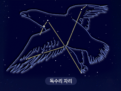 독수리                                                                                                 