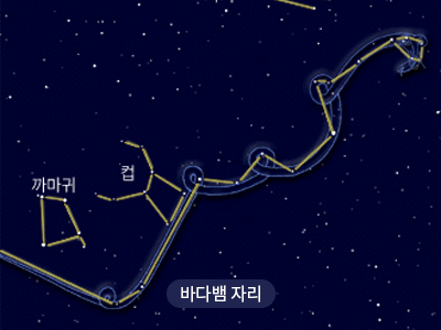 바다뱀                                                                                                 