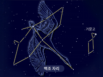백조                                                                                                  