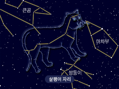 살쾡이                                                                                                 